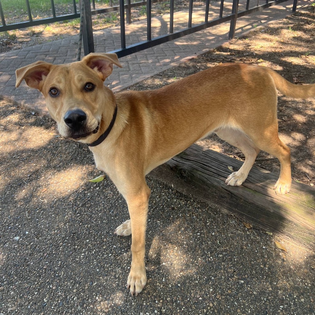 Samson III, an adoptable Black Mouth Cur, Labrador Retriever in Wadena, MN, 56482 | Photo Image 4