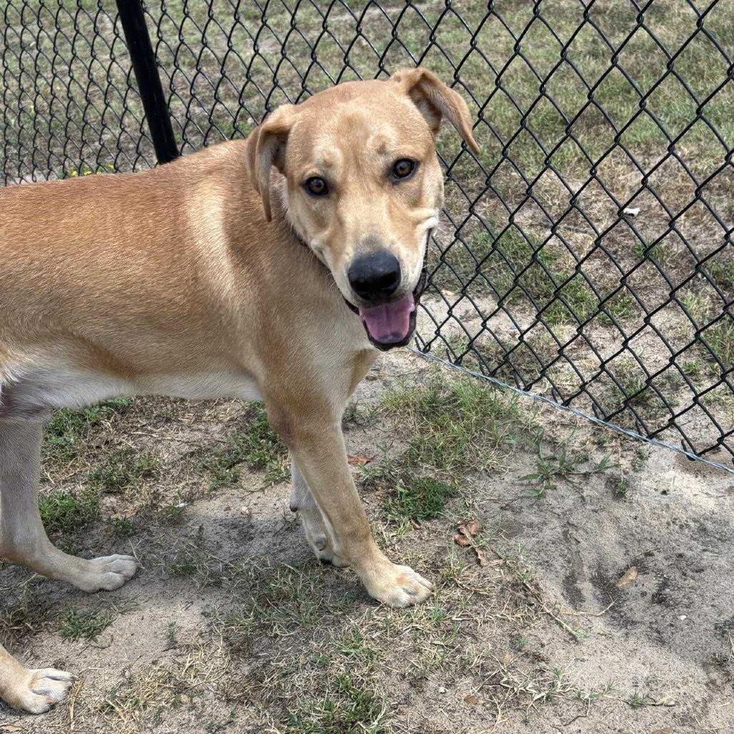 Samson III, an adoptable Black Mouth Cur, Labrador Retriever in Wadena, MN, 56482 | Photo Image 5