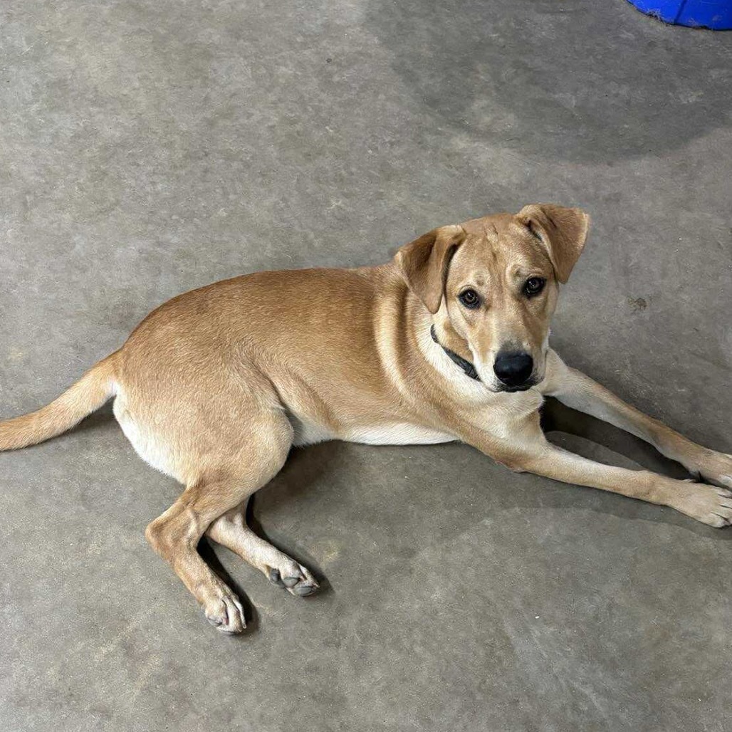 Samson III, an adoptable Black Mouth Cur, Labrador Retriever in Wadena, MN, 56482 | Photo Image 6