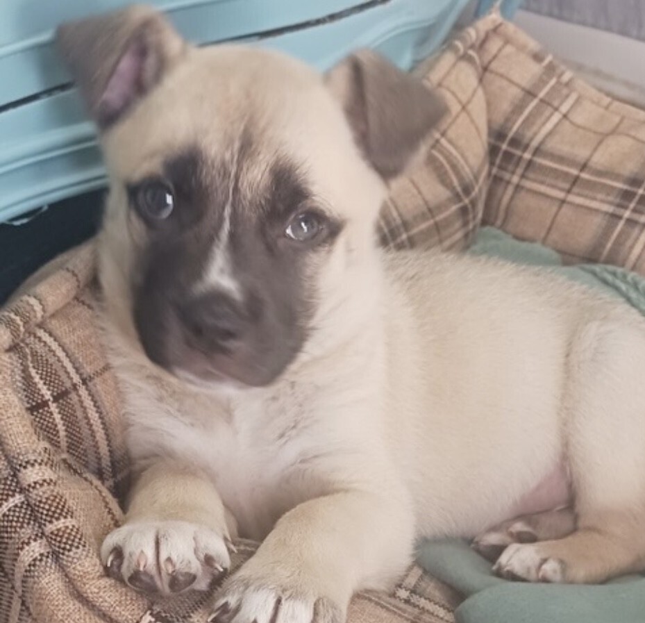 Baby Otto