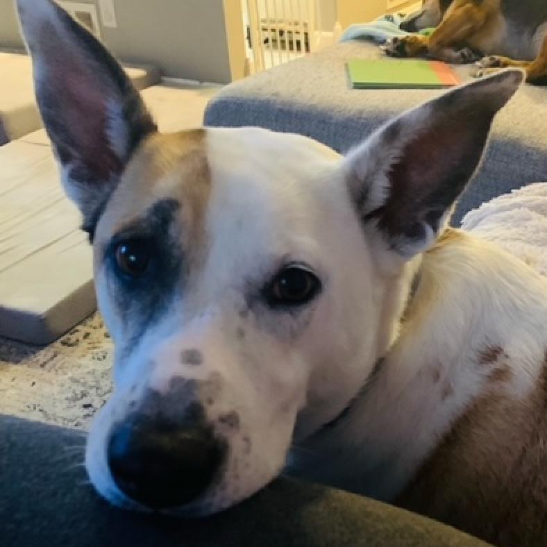 Mya, an adoptable Affenpinscher in East Saint Louis, IL, 62205 | Photo Image 2