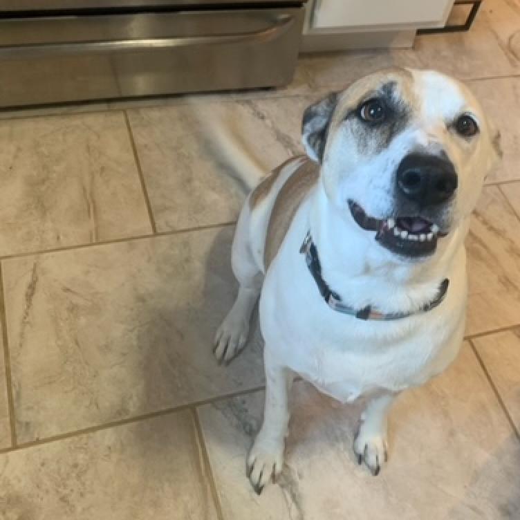 Mya, an adoptable Affenpinscher in East Saint Louis, IL, 62205 | Photo Image 3