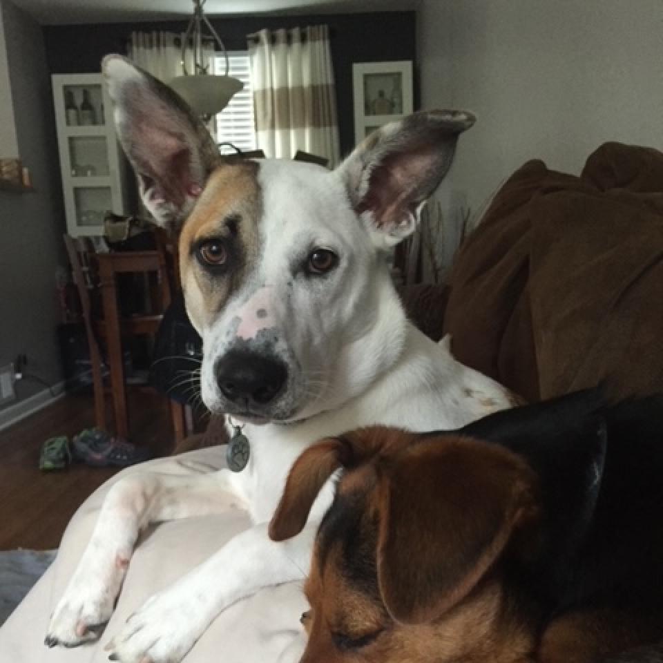 Mya, an adoptable Affenpinscher in East Saint Louis, IL, 62205 | Photo Image 4