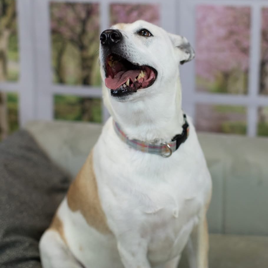 Mya, an adoptable Affenpinscher in East Saint Louis, IL, 62205 | Photo Image 5