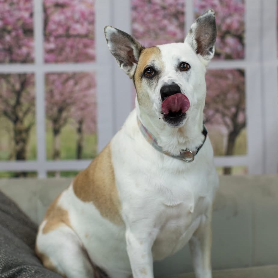 Mya, an adoptable Affenpinscher in East Saint Louis, IL, 62205 | Photo Image 6