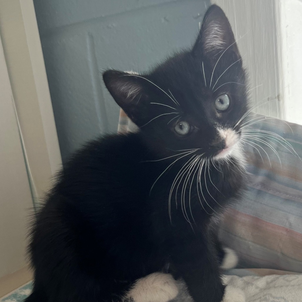 Bodhi