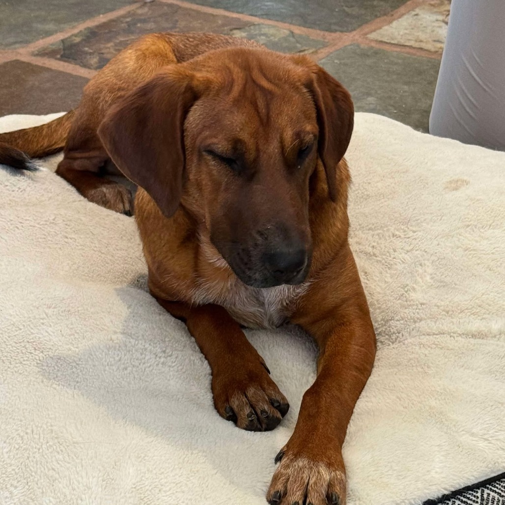 Espresso, an adoptable Bloodhound, Cattle Dog in Phoenix, AZ, 85027 | Photo Image 1