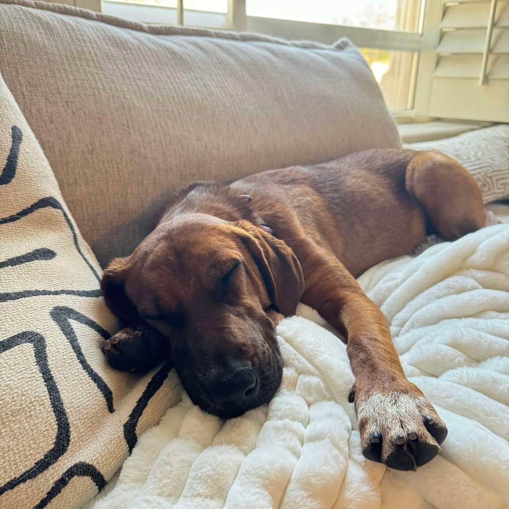 Espresso, an adoptable Bloodhound, Cattle Dog in Phoenix, AZ, 85027 | Photo Image 3