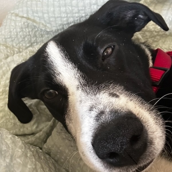Bubbas, an adoptable Black Labrador Retriever in Maple Falls, WA, 98266 | Photo Image 4