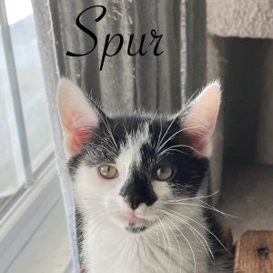 Spur, Baby Male unknown