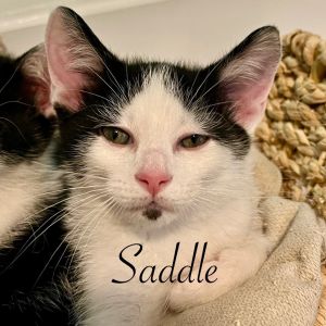 Saddle, Baby Male unknown