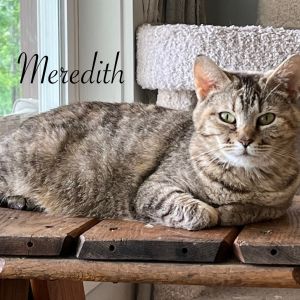 Meredith, Young Female unknown