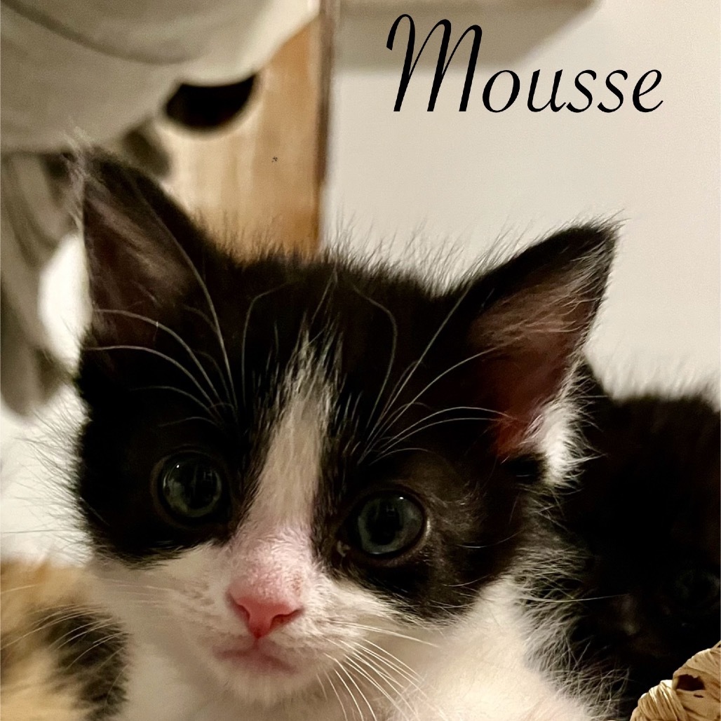 Mousse