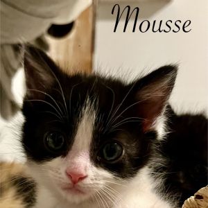 Mousse, Baby Male unknown