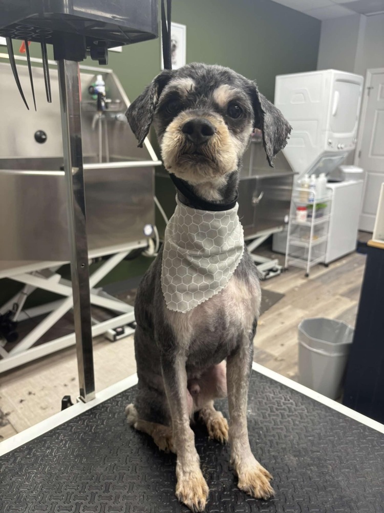 Fogerty, an adoptable Cockapoo in Aurora, IN, 47001 | Photo Image 1