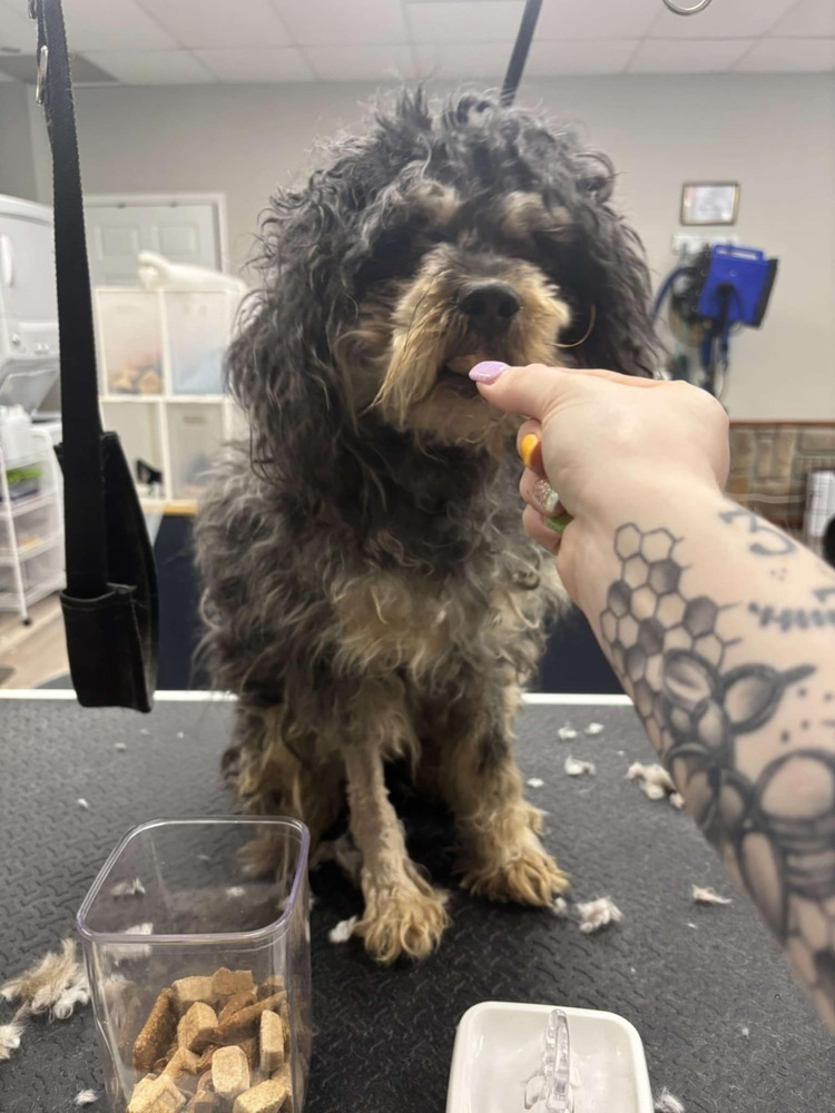 Fogerty, an adoptable Cockapoo in Aurora, IN, 47001 | Photo Image 3