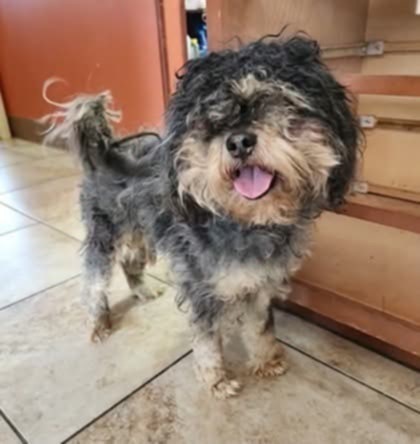 Fogerty, an adoptable Cockapoo in Aurora, IN, 47001 | Photo Image 4