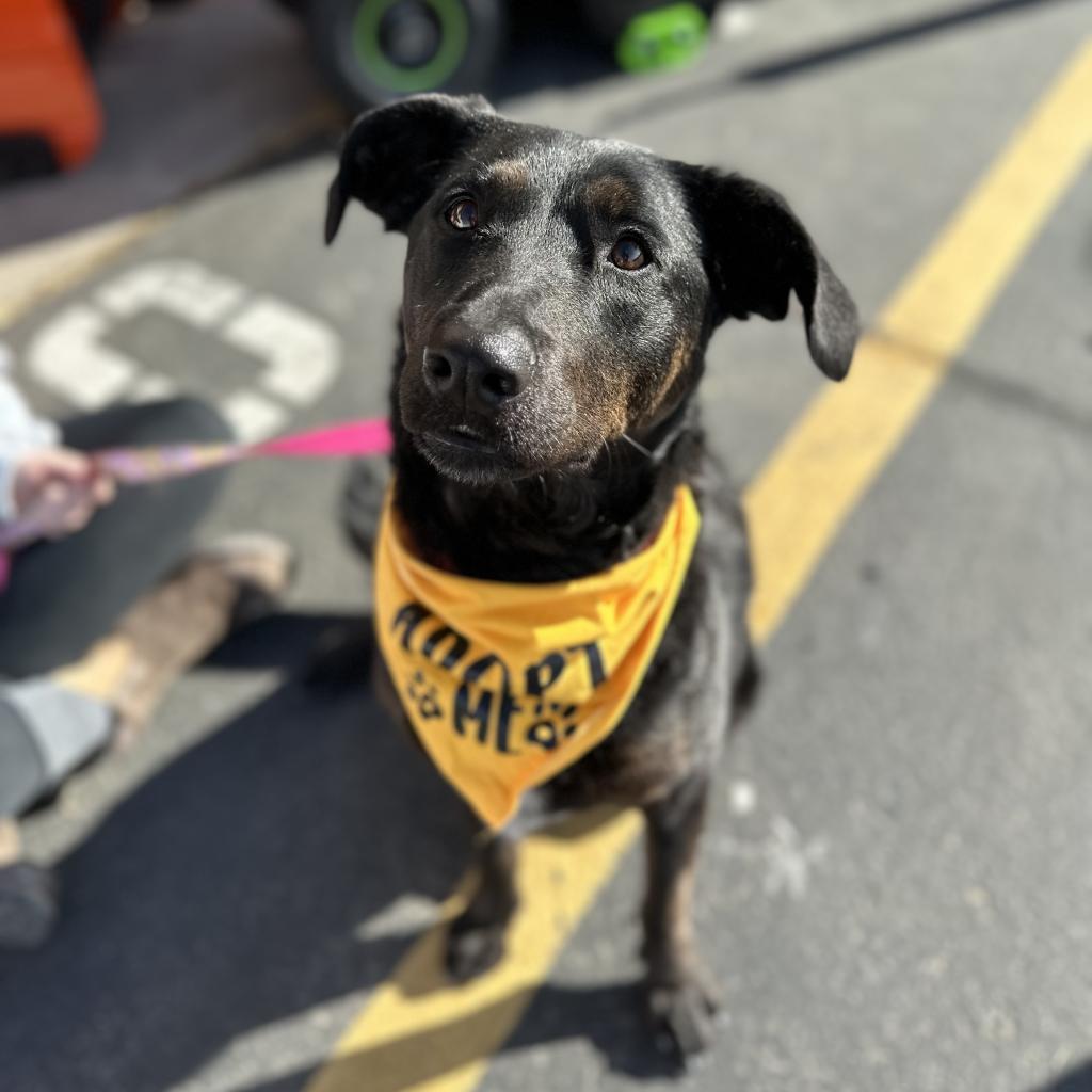 Sally, an adoptable Labrador Retriever, Mixed Breed in Spanish Fork, UT, 84660 | Photo Image 1