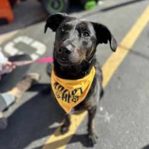 Sally, Senior Female Labrador Retriever