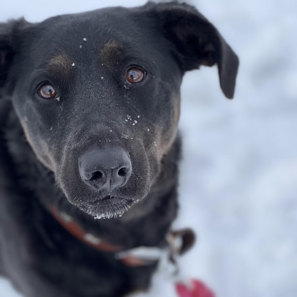 Sally, an adoptable Labrador Retriever, Mixed Breed in Spanish Fork, UT, 84660 | Photo Image 2
