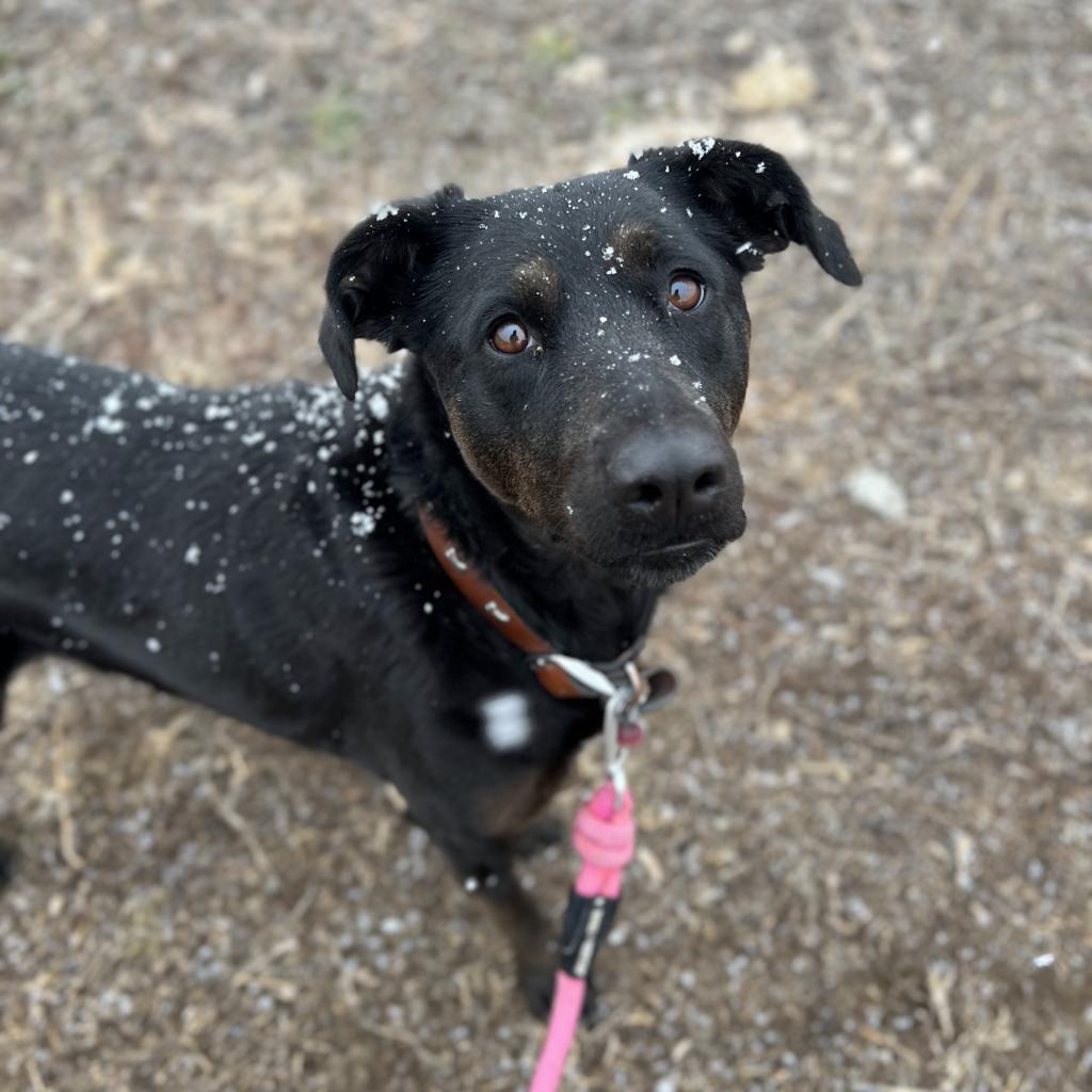 Sally, an adoptable Labrador Retriever, Mixed Breed in Spanish Fork, UT, 84660 | Photo Image 3