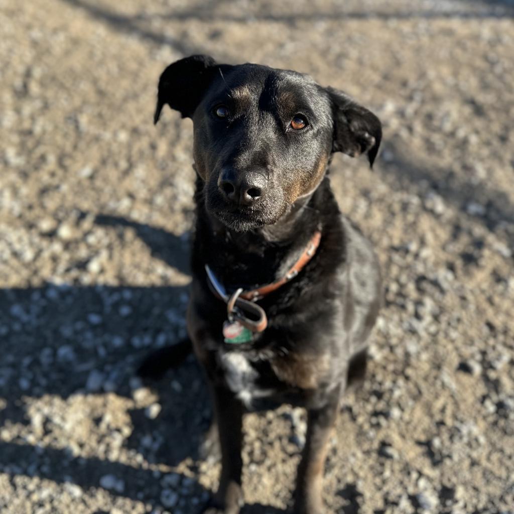 Sally, an adoptable Labrador Retriever, Mixed Breed in Spanish Fork, UT, 84660 | Photo Image 5