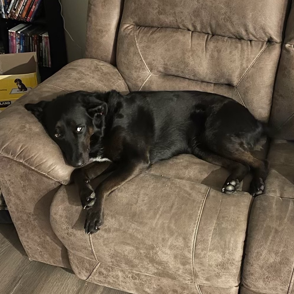 Sally, an adoptable Labrador Retriever, Mixed Breed in Spanish Fork, UT, 84660 | Photo Image 6