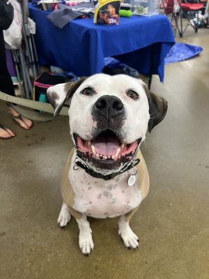 Ace, Adult Male American Bully