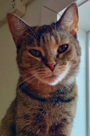 Moki, Adult Female unknown