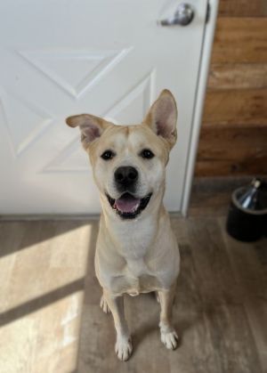 Hank, Young Male Labrador Retriever