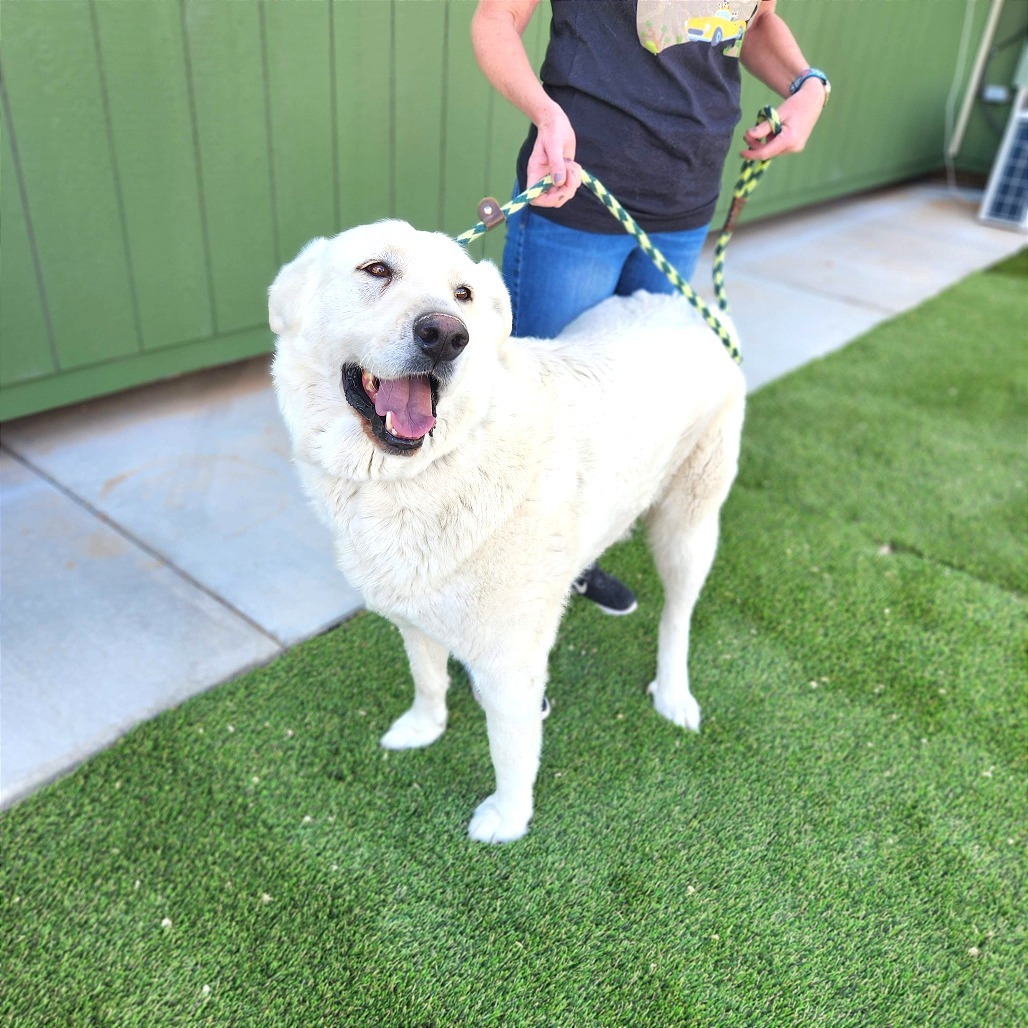 Blake, an adoptable Akbash, Great Pyrenees in Prescott, AZ, 86304 | Photo Image 1