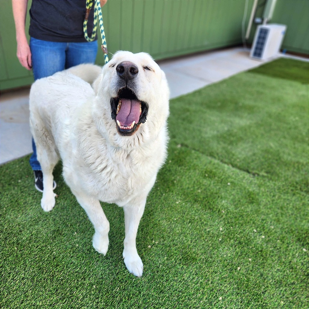 Blake, an adoptable Akbash, Great Pyrenees in Prescott, AZ, 86304 | Photo Image 2
