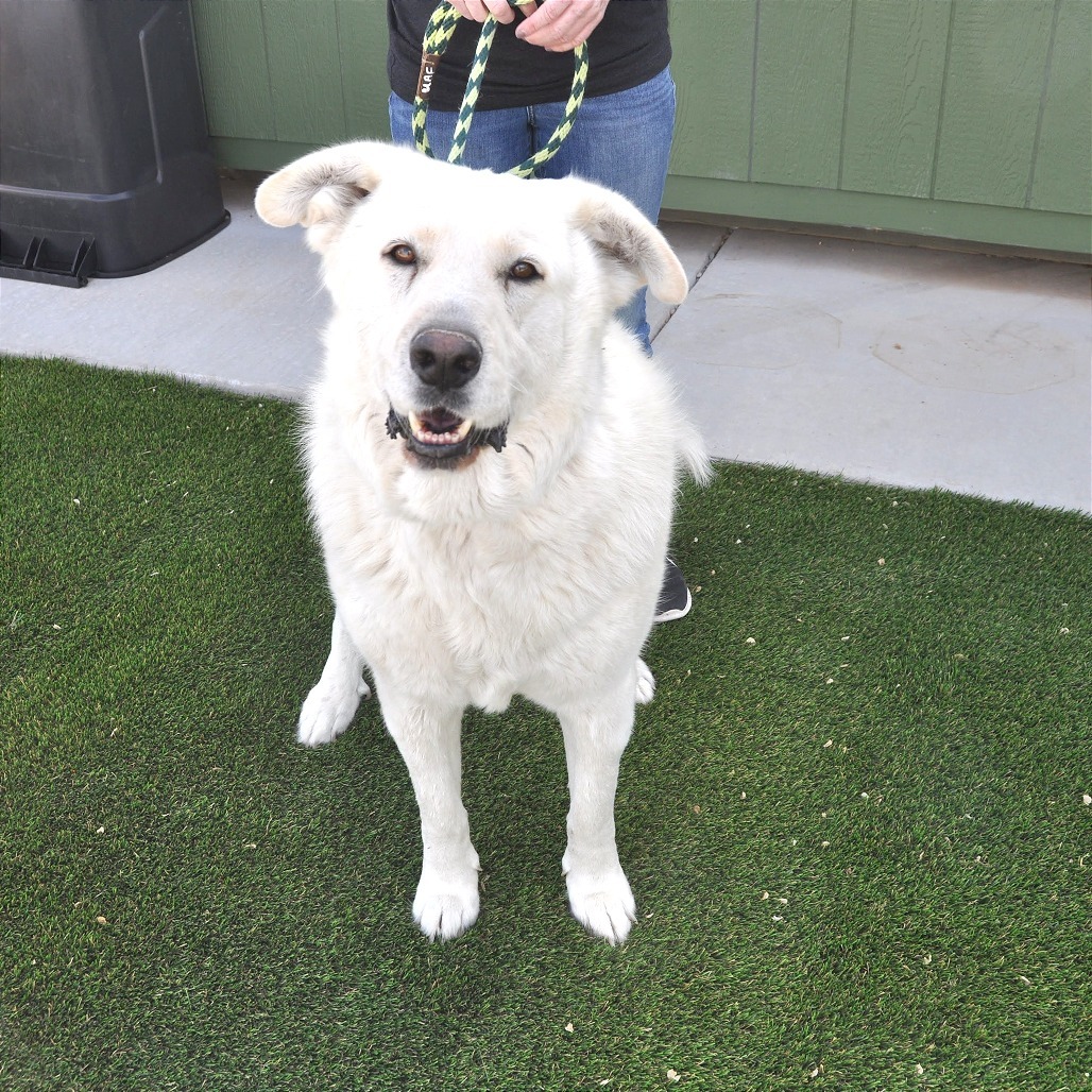 Blake, an adoptable Akbash, Great Pyrenees in Prescott, AZ, 86304 | Photo Image 3