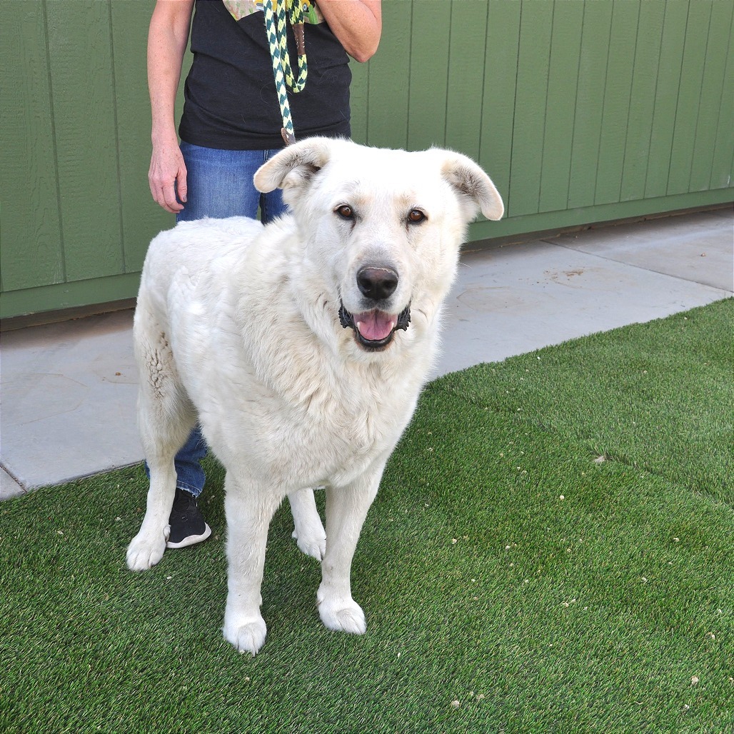 Blake, an adoptable Akbash, Great Pyrenees in Prescott, AZ, 86304 | Photo Image 4