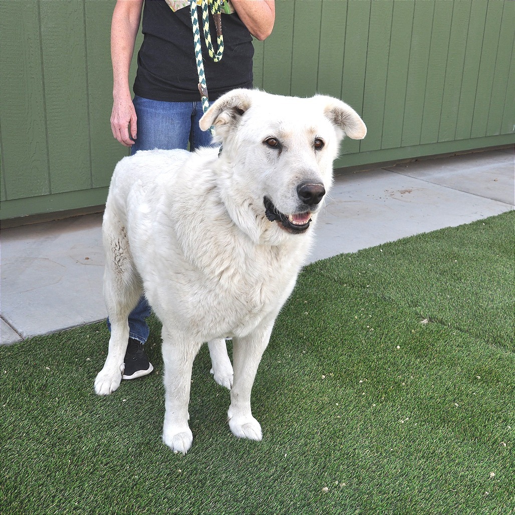 Blake, an adoptable Akbash, Great Pyrenees in Prescott, AZ, 86304 | Photo Image 5