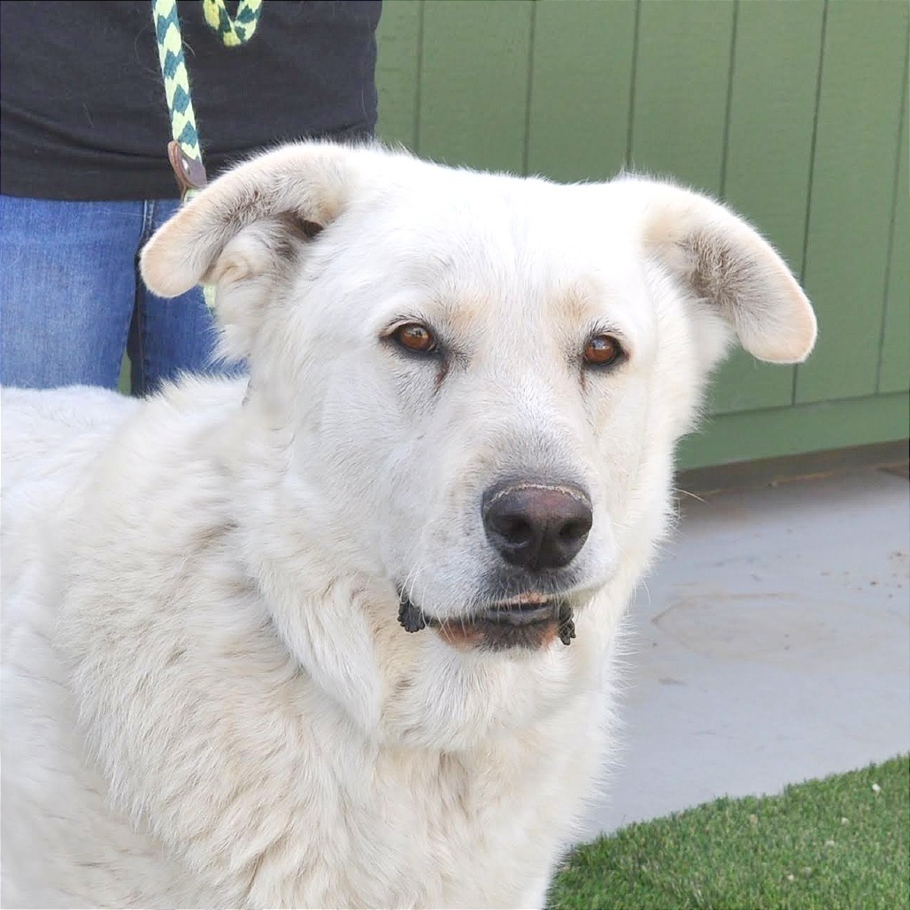 Blake, an adoptable Akbash, Great Pyrenees in Prescott, AZ, 86304 | Photo Image 6