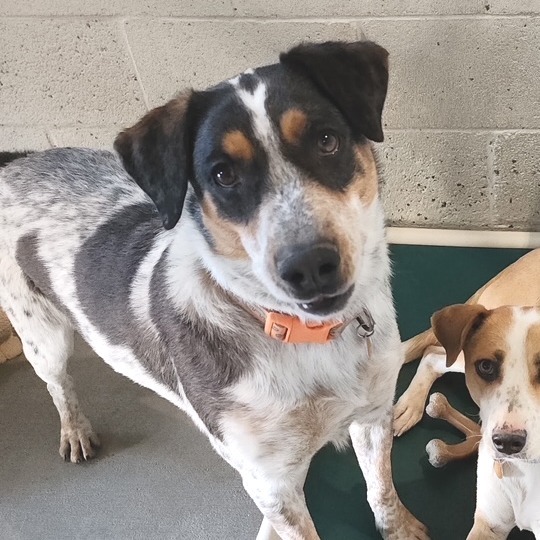 Leo, an adoptable Mixed Breed in Prescott, AZ, 86304 | Photo Image 1