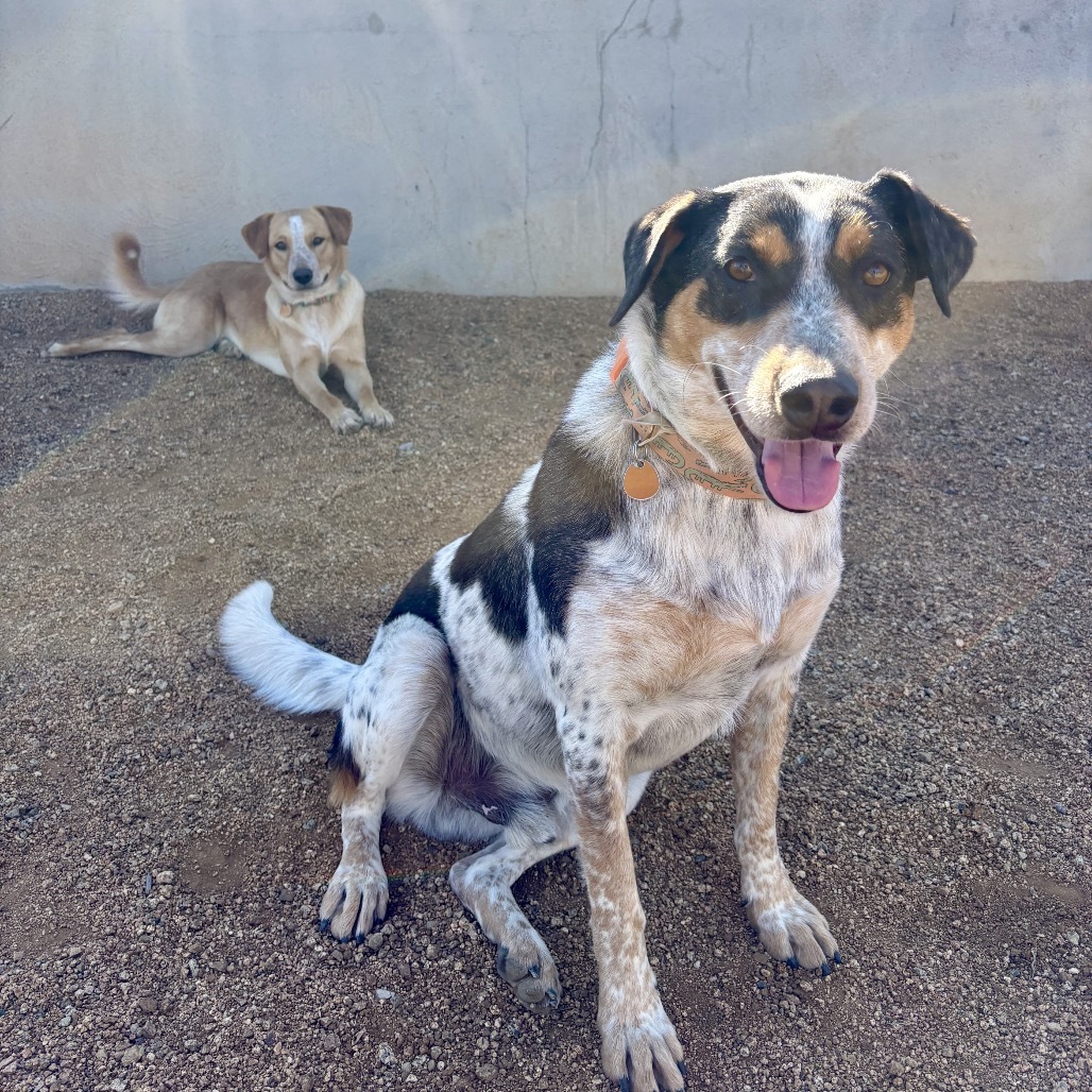 Leo, an adoptable Mixed Breed in Prescott, AZ, 86304 | Photo Image 2