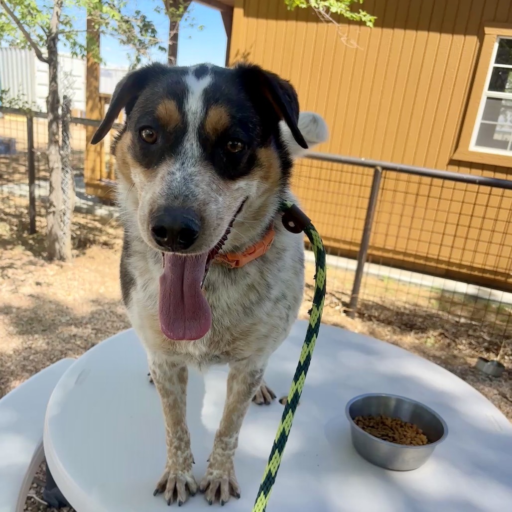 Leo, an adoptable Mixed Breed in Prescott, AZ, 86304 | Photo Image 3