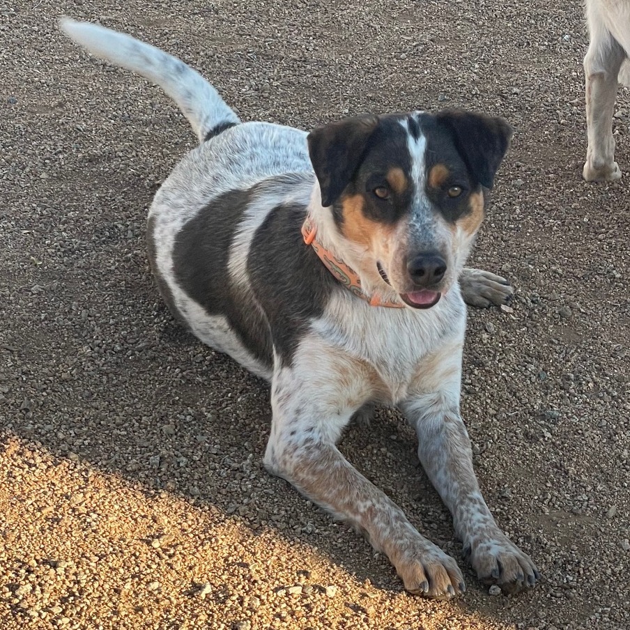 Leo, an adoptable Mixed Breed in Prescott, AZ, 86304 | Photo Image 4