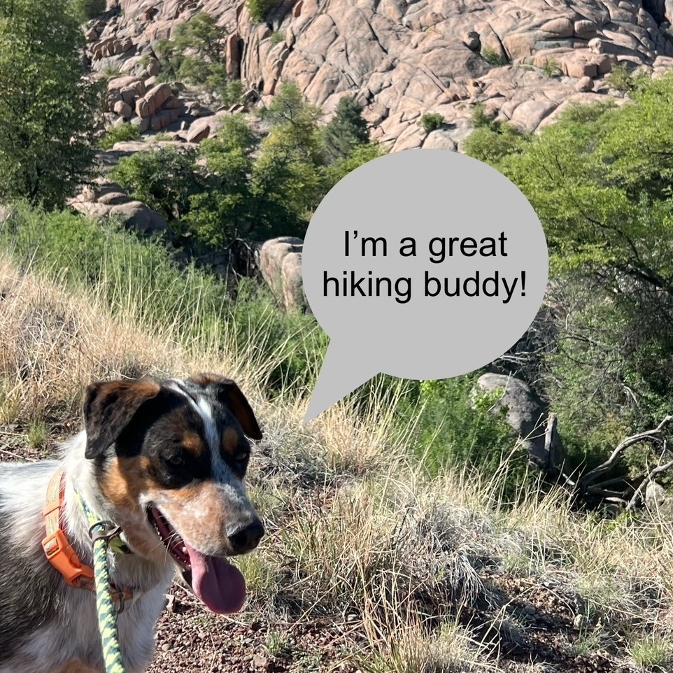 Leo, an adoptable Mixed Breed in Prescott, AZ, 86304 | Photo Image 4