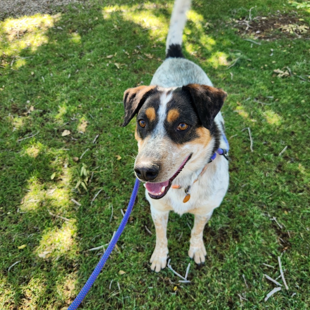 Leo, an adoptable Mixed Breed in Prescott, AZ, 86304 | Photo Image 5