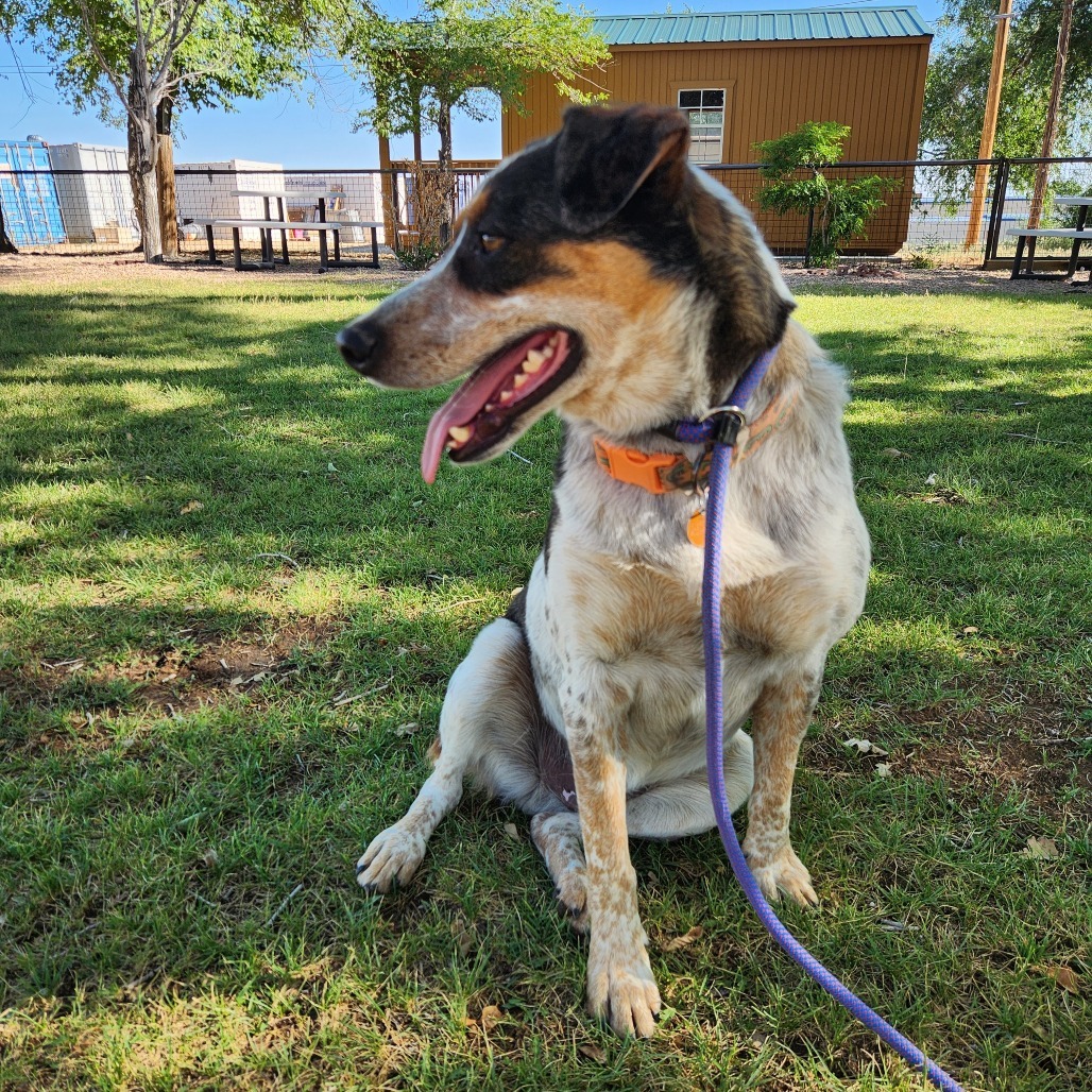 Leo