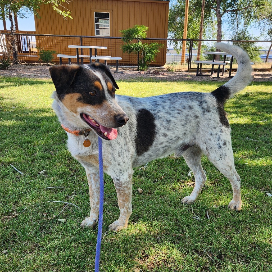 Leo, an adoptable Mixed Breed in Prescott, AZ, 86304 | Photo Image 6