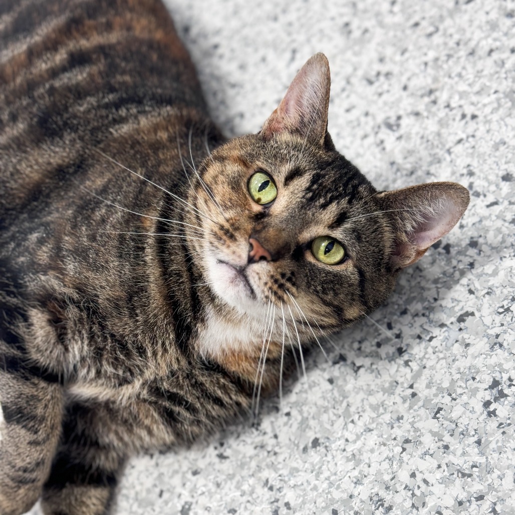 Catti Labelle