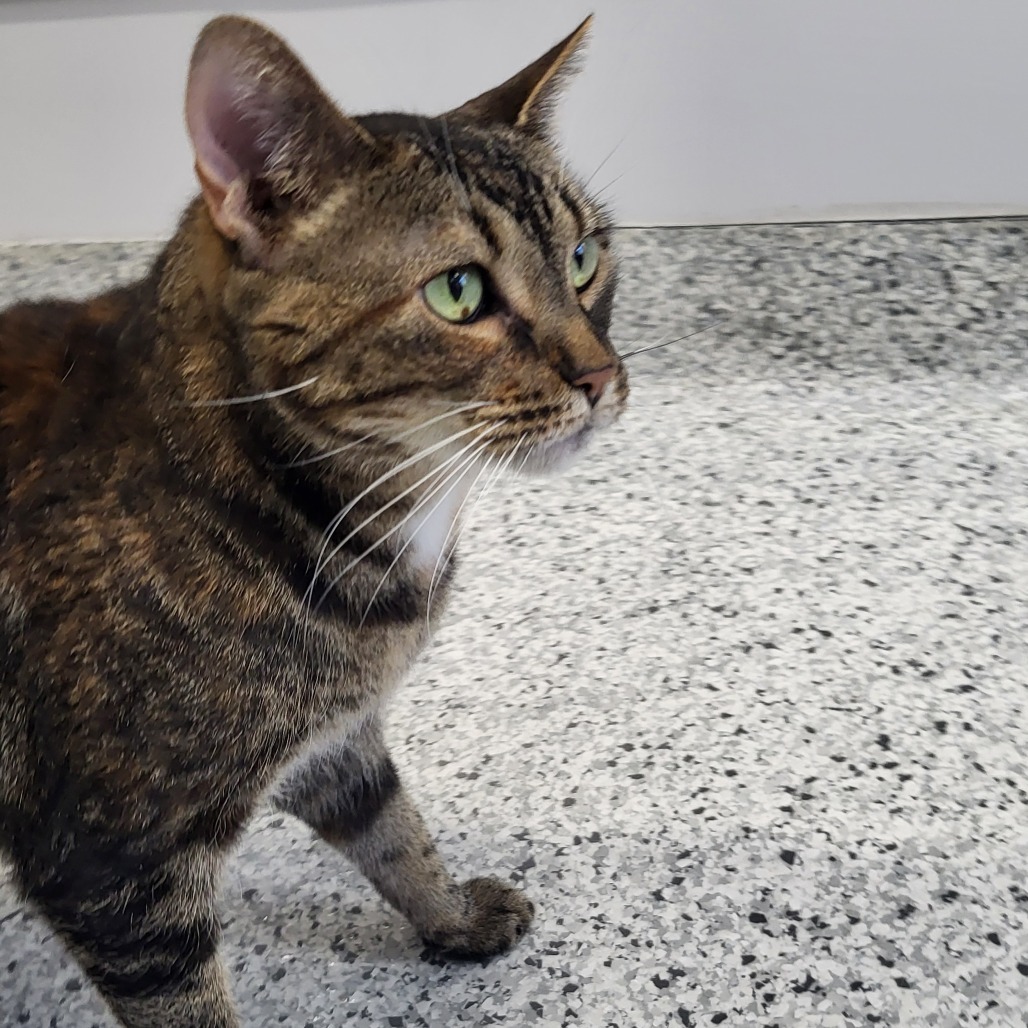 Catti Labelle