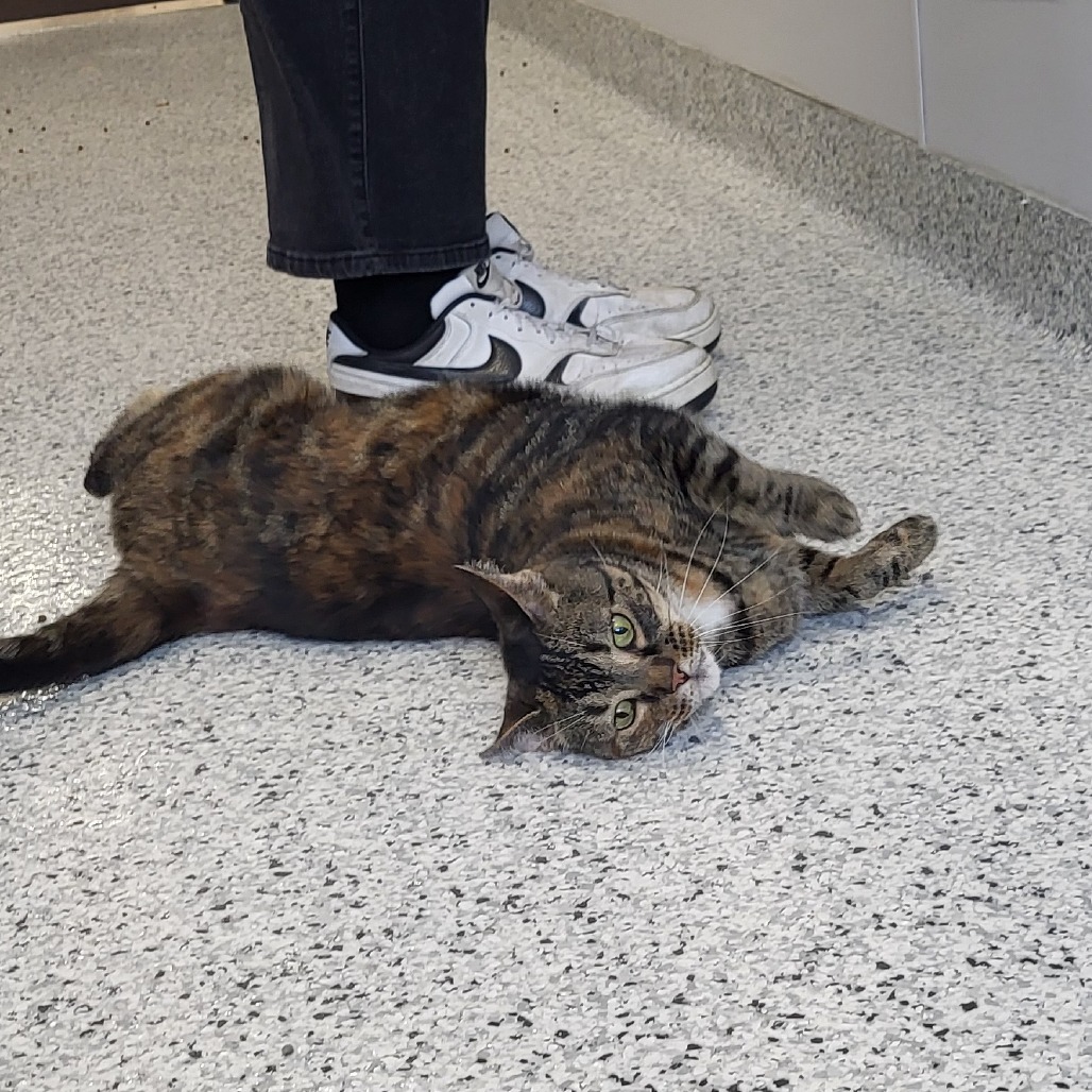 Catti Labelle