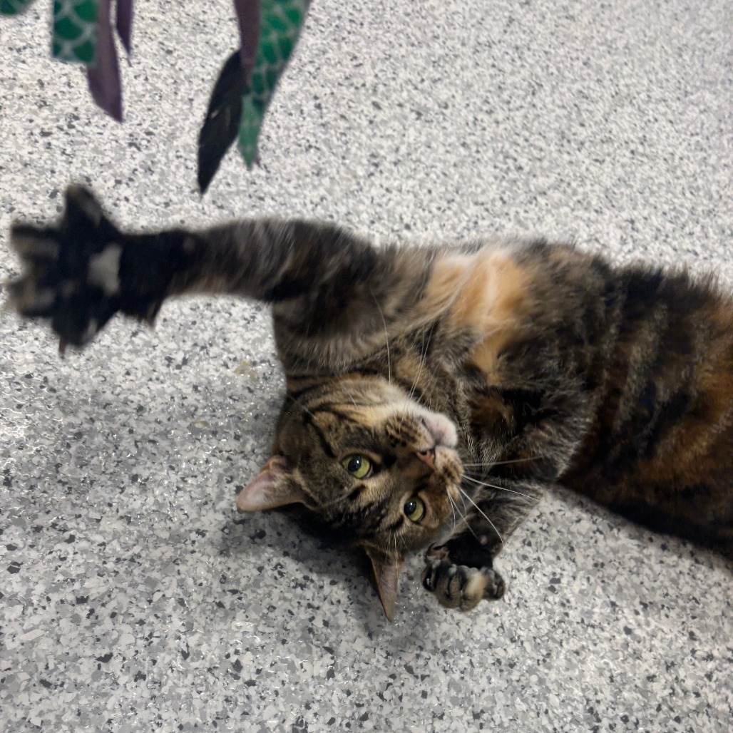 Catti Labelle
