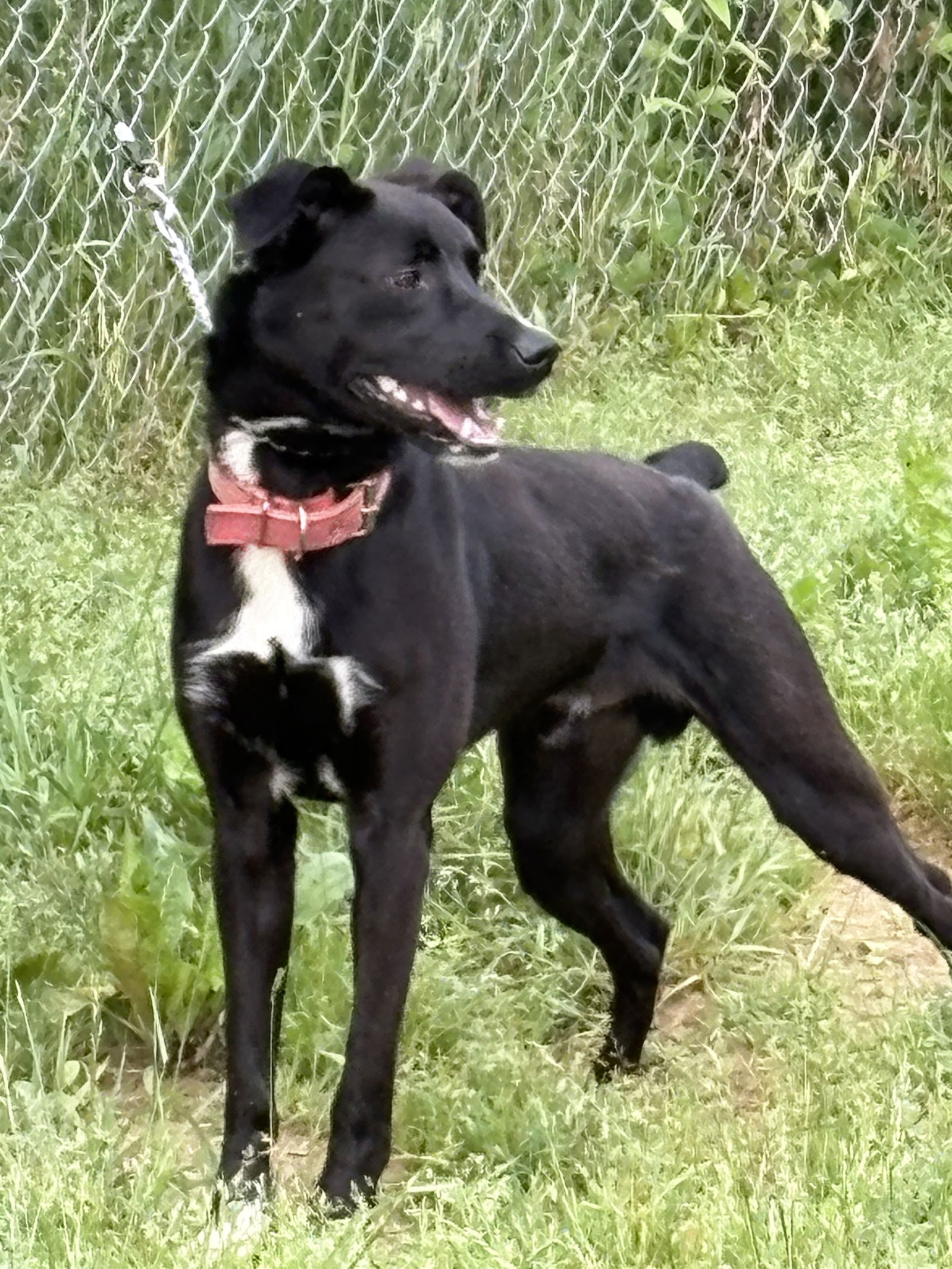 ZORRO