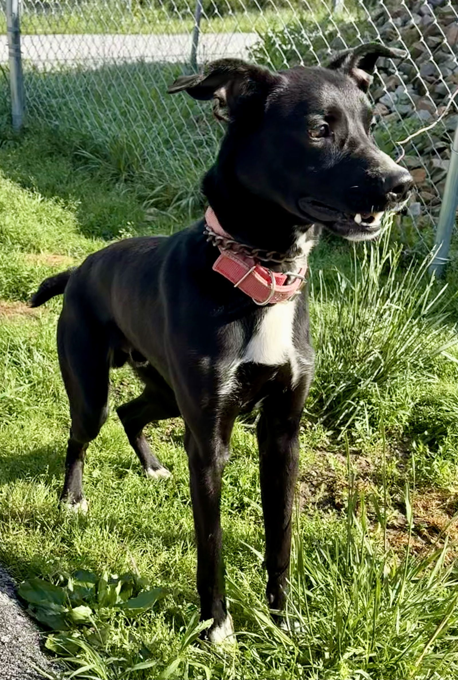 ZORRO